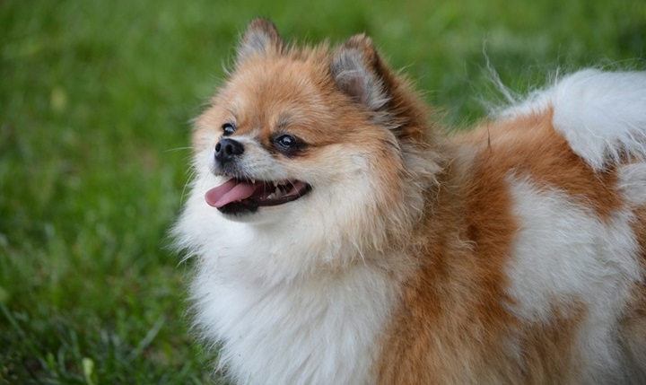 Pomeranian online purchase in Kolkata