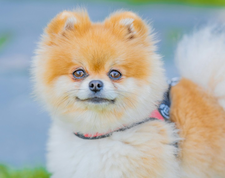 Pomeranian dog for sale online in Kolkata