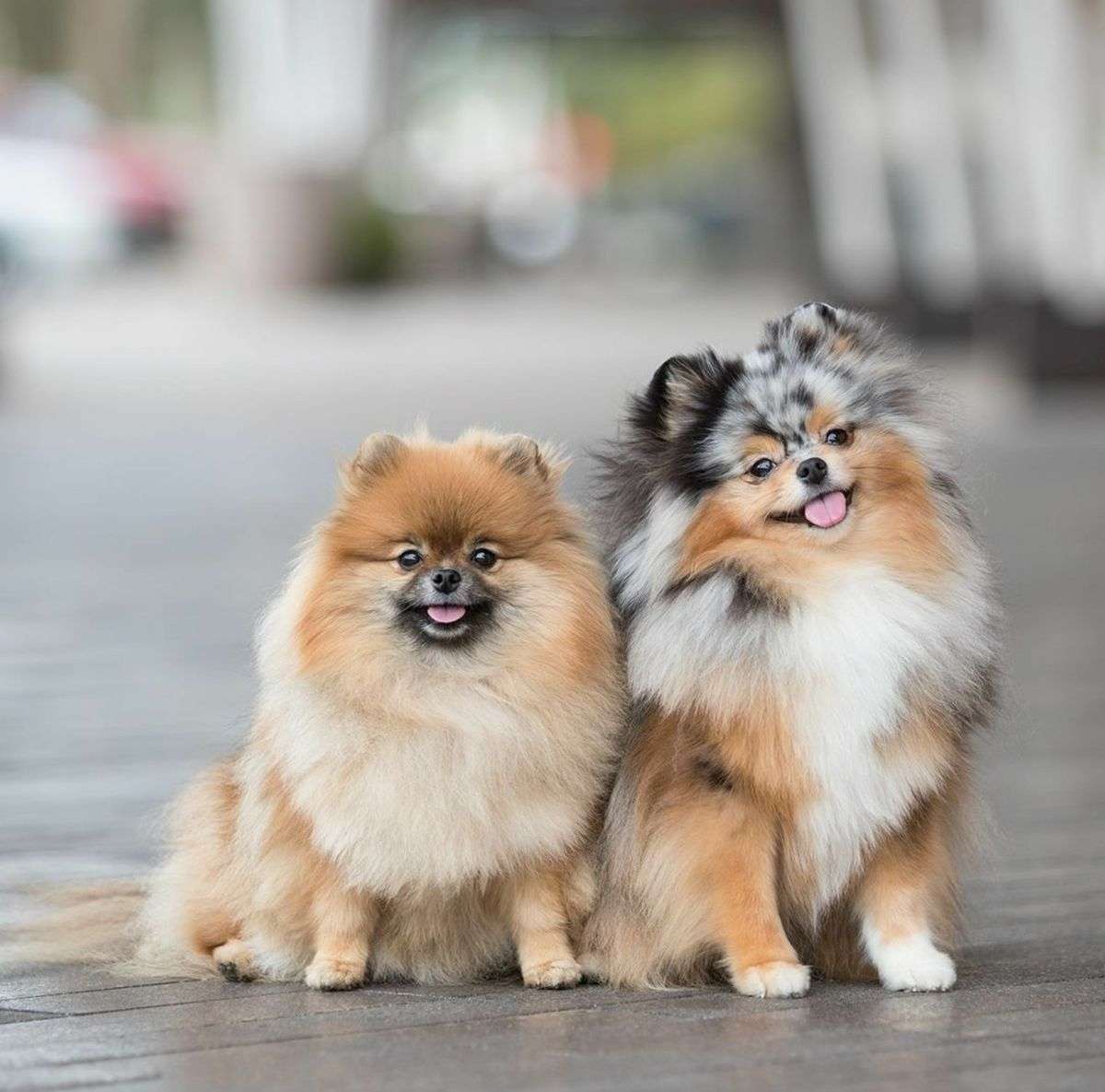 Pomeranian Puppy In Mumbai Pomeranian Puppies For Sale In Mumbai 