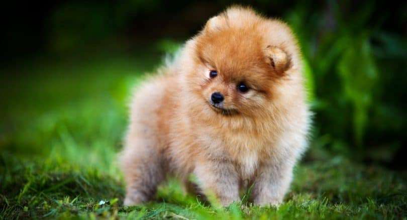 Pomeranian Dog care In india