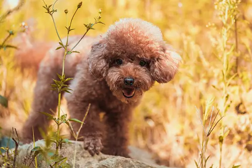 buy Poodle puppy with minimum price in India