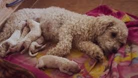 Why Purchase Poodle from a Reputable Dog Breeder in India