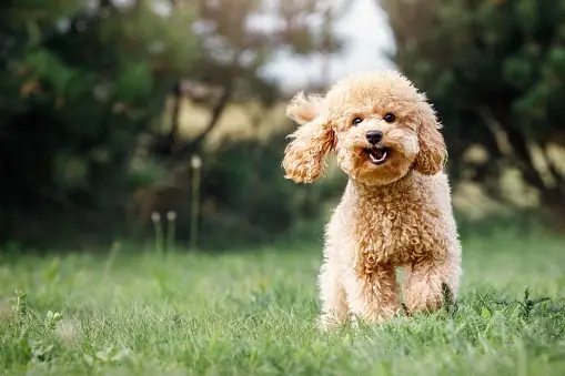 Poodle buyers guide In India