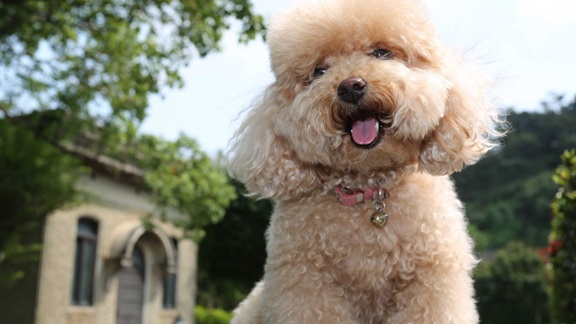 Poodle dog breeder In India