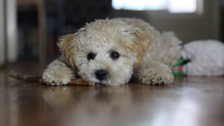 Poodle Dog for sale In India