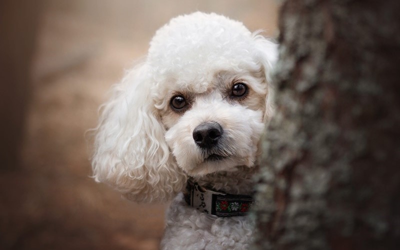 Poodle Dog for sale In Pune