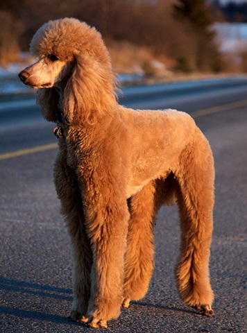 Poodle dog Price In india