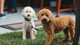 Interesting Facts About Poodles