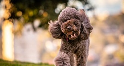 Frequently Asked Question About Poodle In India