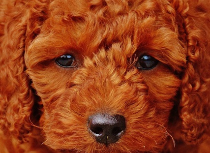 Poodle female puppy for sale in India