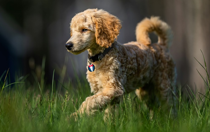 Poodle male puppy price in Goa