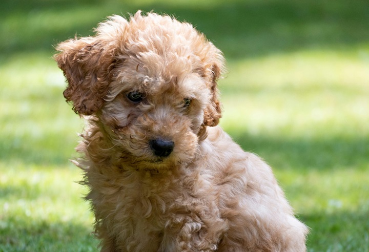 Buy Poodle puppies online in Goa