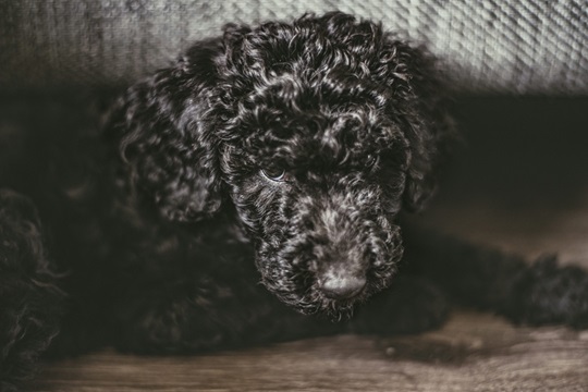 Buy Poodle puppies online in Kolkata