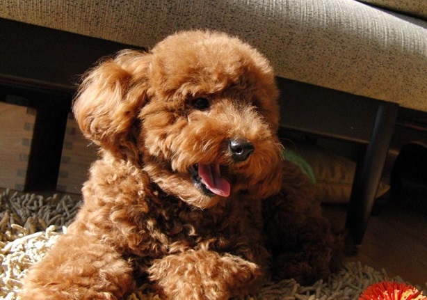 Poodle male Puppy Price In India