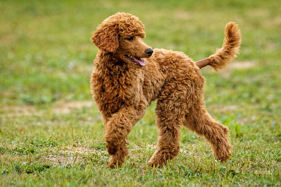 Poodle online purchase In India