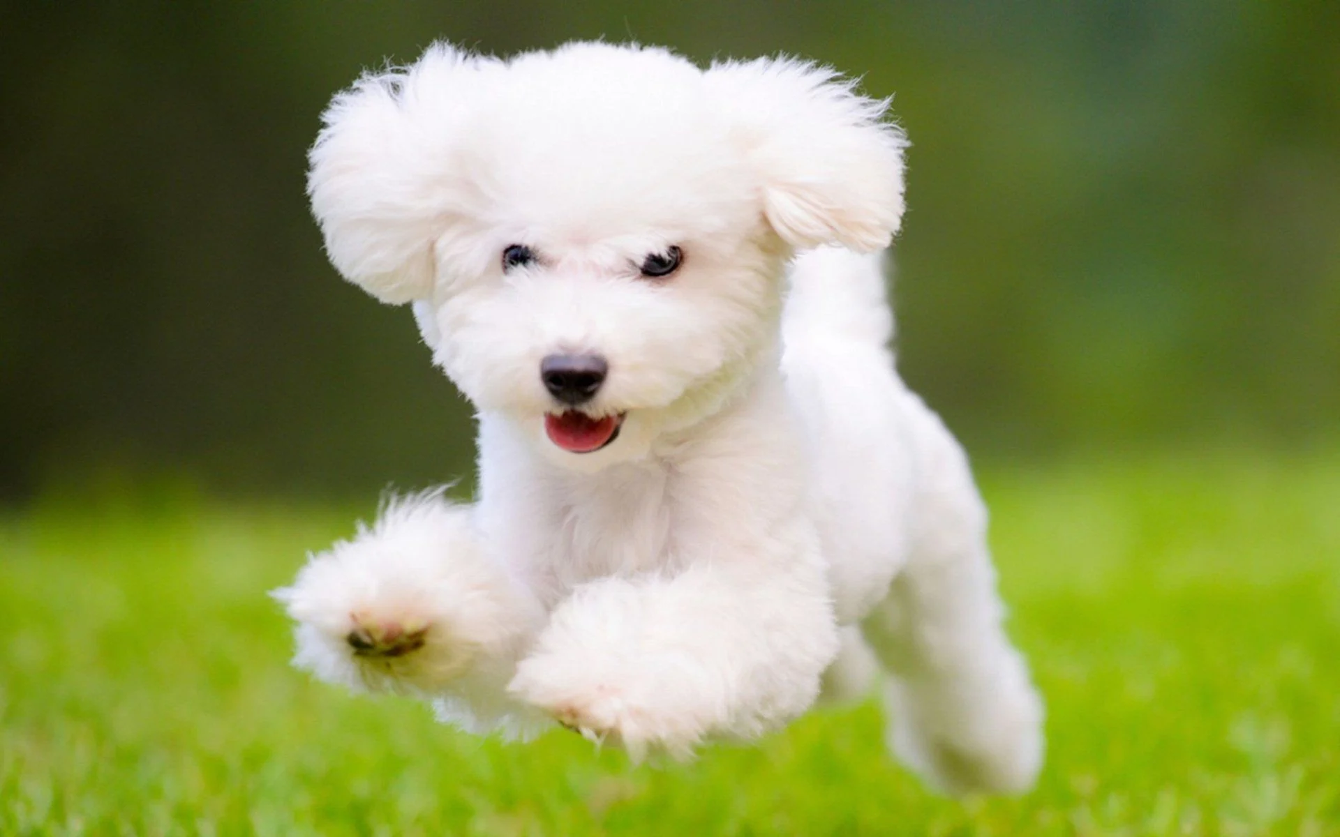 Poodle petshop In Pune