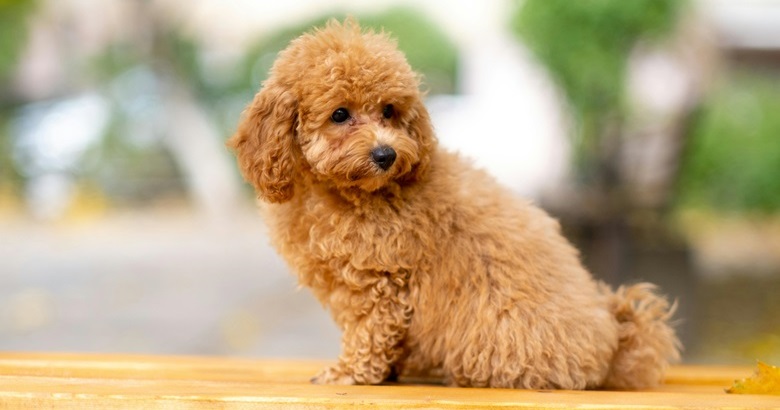 Poodle Price In India