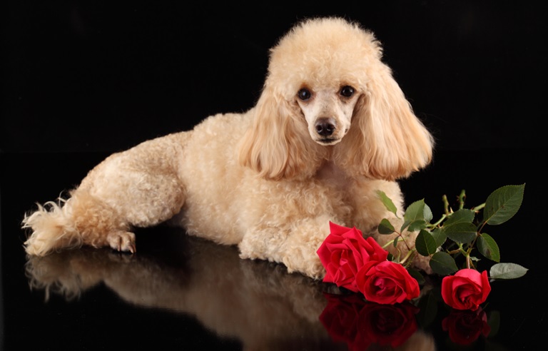 Poodle Puppies for sale In Pune