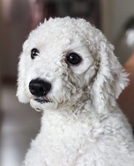 Poodle puppy Price In Pune