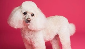 Important Considerations Before Bringing A Poodle