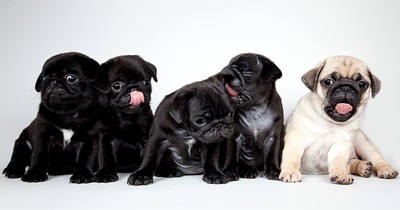 Why Purchase Pug from a Reputable Dog Breeder in India