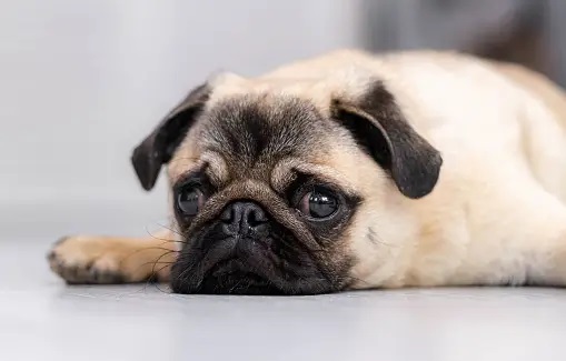 Pug buyers guide In India