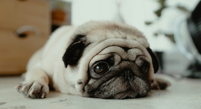 Major Health Problems For Pugs in India