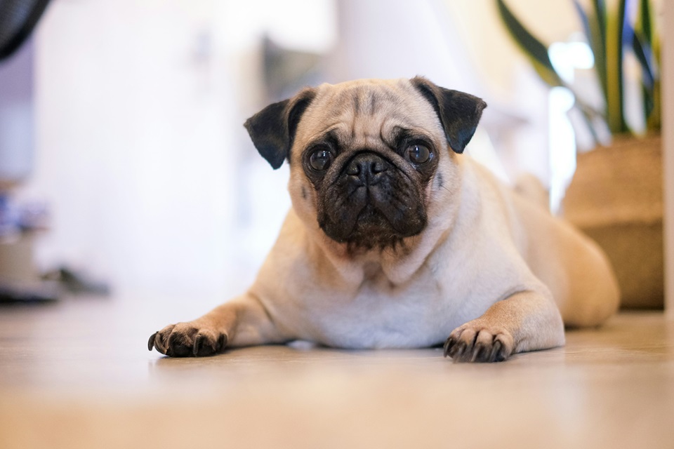 Pug male puppy price in Kolkata