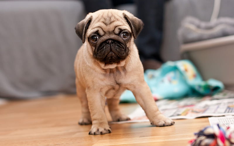 Pug dog for sale online in Kolkata