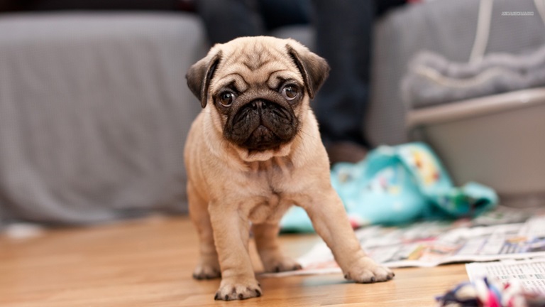 Pug puppy for sale In India