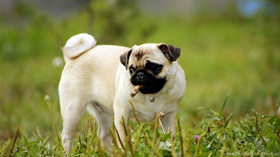 Pug puppy price In India