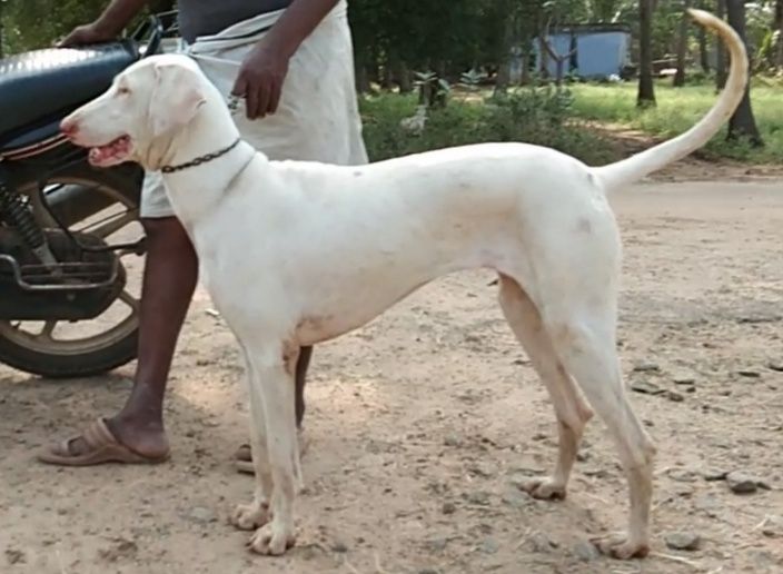 Rajapalayam puppy price In India