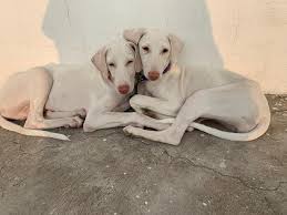 Rajapalayam dog price In India