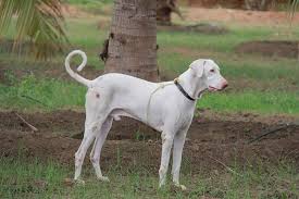 Rajapalayam dog breeder In India