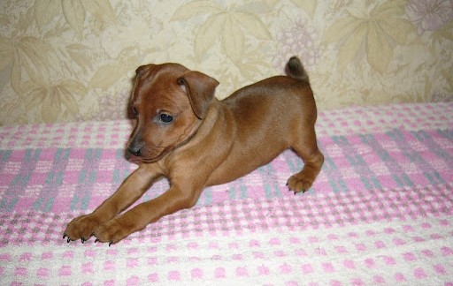 Rampur Hound puppy price In India