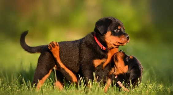 Why Purchase Rottweiler from a Reputable Dog Breeder in India