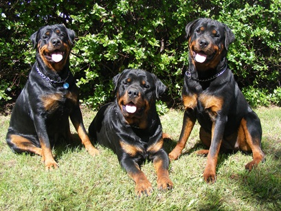 Rottweiler buyers guide In India