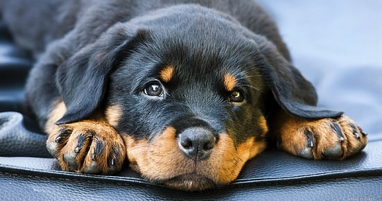 Rottweiler dog care in india