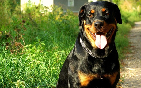 Rottweiler dog for sale In India