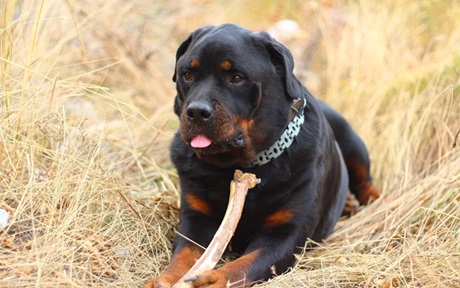 Rottweiler dog kennel In India