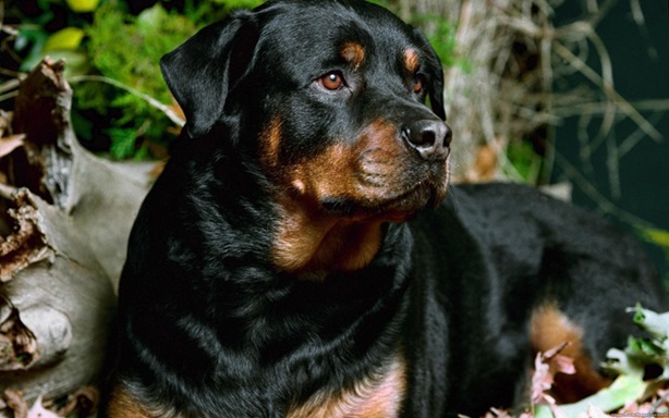 Rottweiler dog price In India