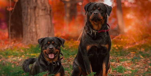 Interesting Facts About Rottweilers