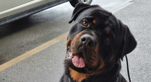 Frequently Asked Question About Rottweiler In India