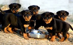 Age-wise food and care of Rottweiler in India