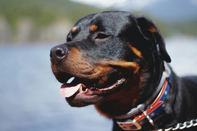 Rottweiler online purchase in Goa