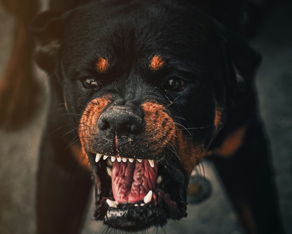 Rottweiler male puppy price in Goa