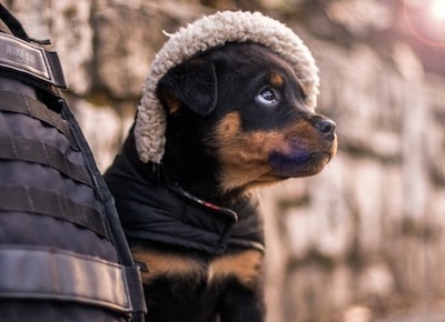 Buy Rottweiler puppies online in Goa