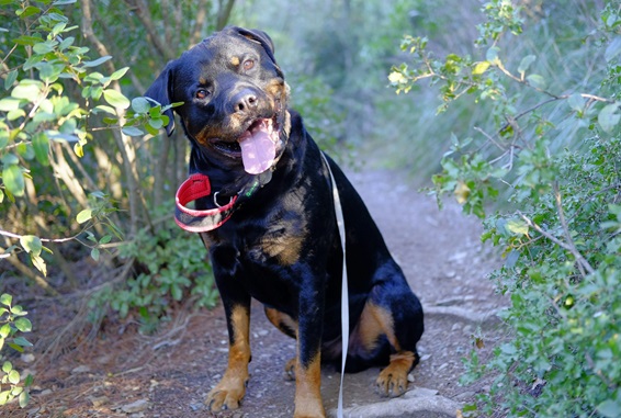 Rottweiler dog for sale online in Goa