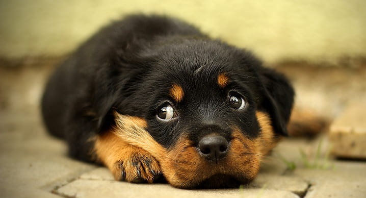 Major Health Problems For Rottweilers in India