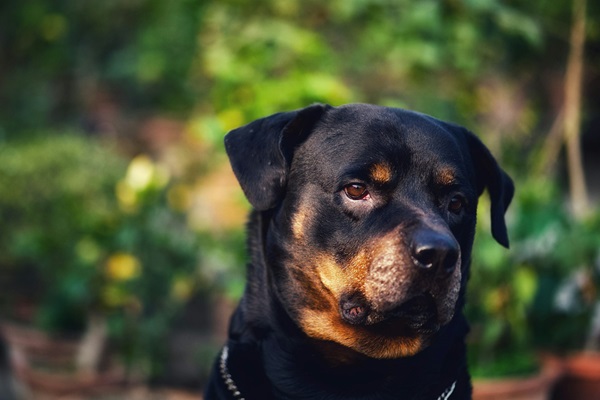 Rottweiler dog for sale online in Kolkata